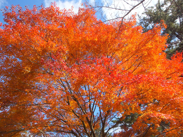 上野城の紅葉