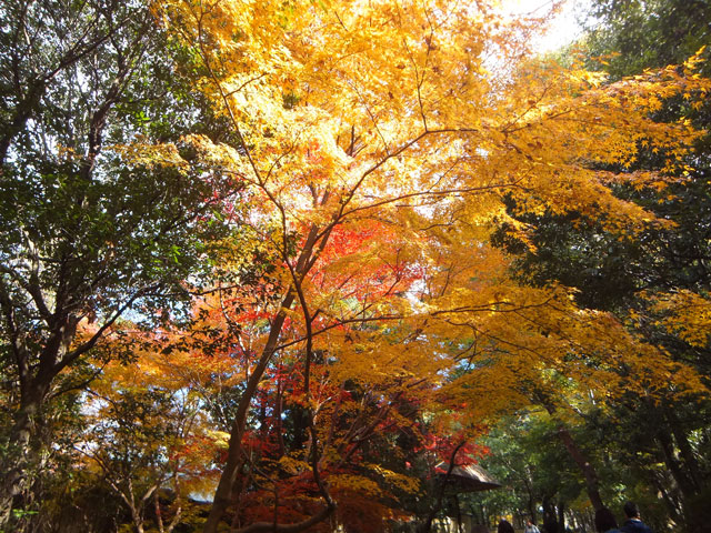上野城の紅葉
